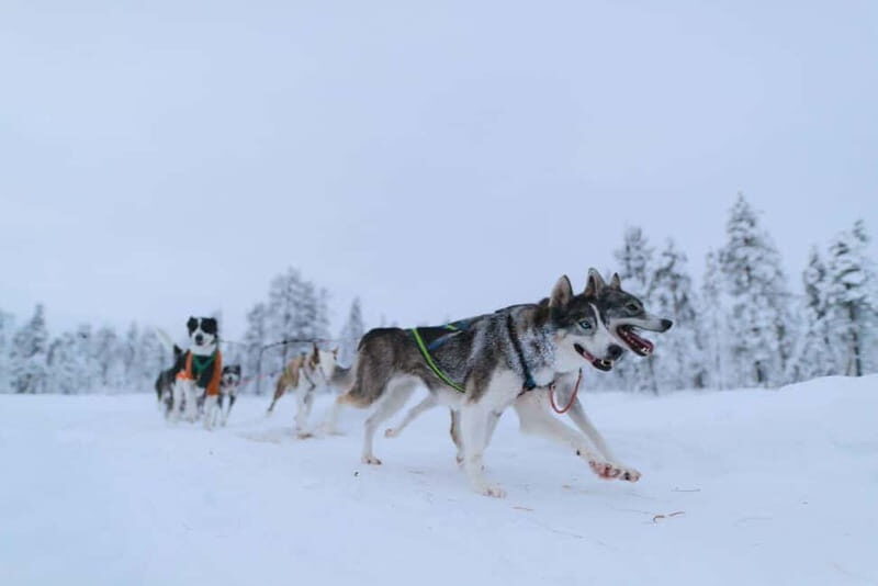 Kiruna: Husky Sled Ride with Traditional Lunch - Good To Know
