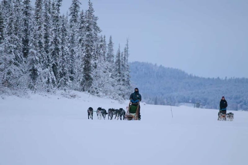 Kiruna: Husky Sled Ride with Traditional Lunch - An In-Depth Look at the Husky Sled Adventure