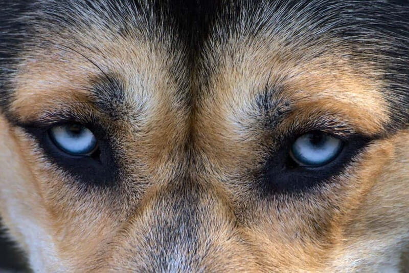 Kiruna: Husky Sled Ride with Traditional Lunch - Authentic Experiences and Reviews