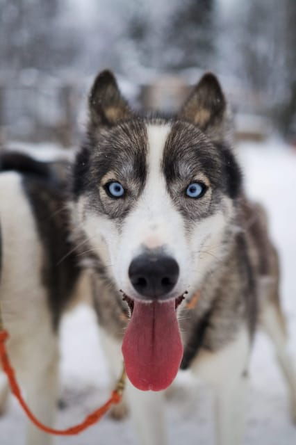 Kiruna: Morning Husky Sled Ride with Coffee Break - Good To Know  