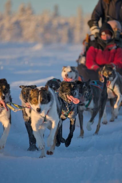 Kiruna: Morning Husky Sled Ride with Coffee Break - Why This Tour Offers Great Value