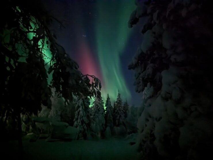 Kiruna: Private Snowmobile Forest Tour With Hot Drink - Activity Details
