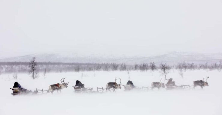 KIRUNA: Reindeer Sled Ride in the Countryside - Good To Know