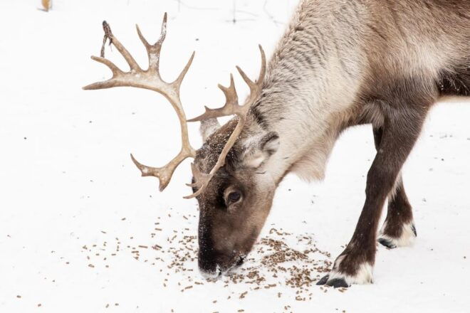 KIRUNA: Reindeer Sled Ride in the Countryside - Immersive Sami Culture