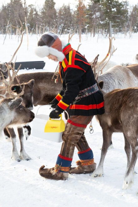 KIRUNA: Reindeer Sled Ride in the Countryside - Culinary Delights