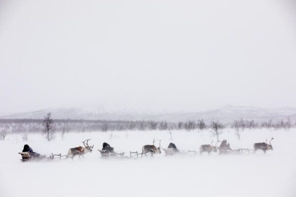 KIRUNA: Reindeer Sled Ride in the Countryside - Important Considerations