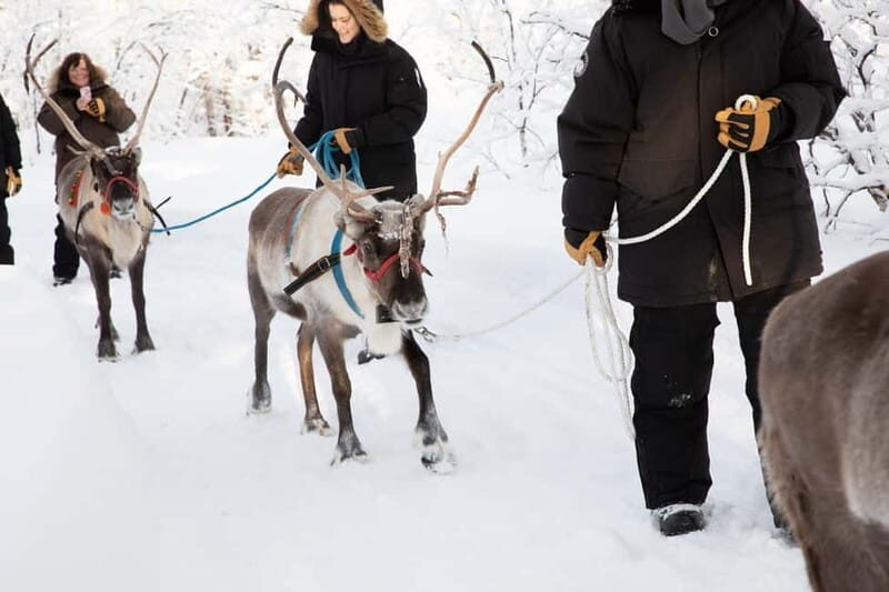 KIRUNA: Reindeer Sled Ride in the Countryside - Why This Tour Offers Great Value