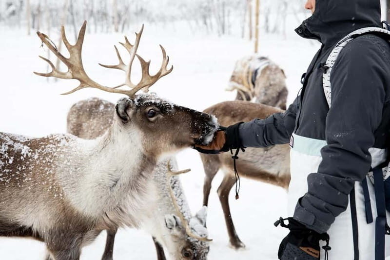 KIRUNA: Reindeer Sled Ride in the Countryside - Frequently Asked Questions (FAQs)