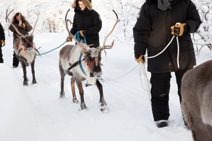 KIRUNA: Reindeer Sled Ride in the Countryside - Good To Know