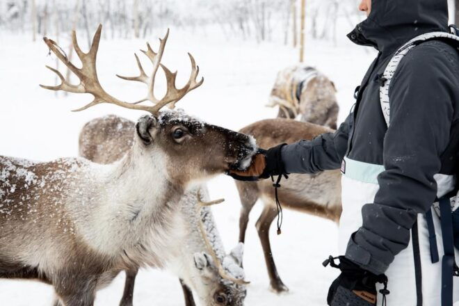 KIRUNA: Reindeer Sled Ride in the Countryside - Transportation and Meeting Point