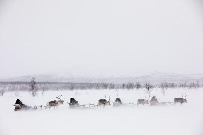 KIRUNA: Reindeer Sled Ride in the Countryside - Suitability and Requirements