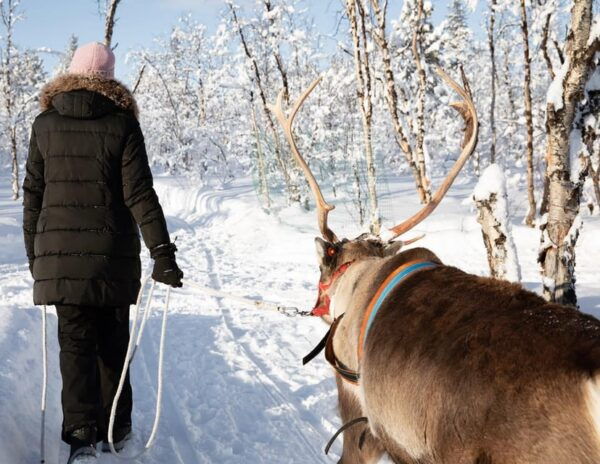 KIRUNA: Sami Reindeer Experience - Meeting Point and Pickup