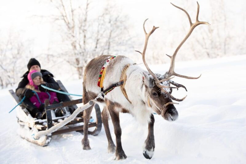 KIRUNA: Sami Reindeer Experience - The Itinerary in Detail