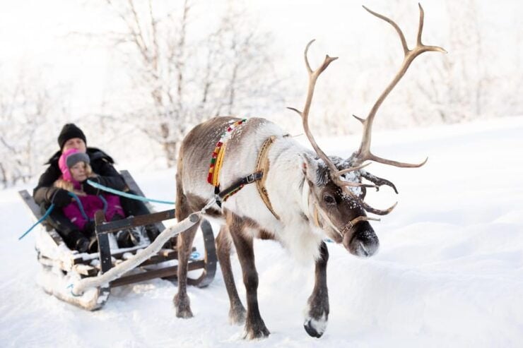 KIRUNA: Sami Reindeer Experience - Sami Culture and Reindeer Herding