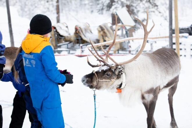 KIRUNA: Sami Reindeer Experience - Reindeer Sled Ride