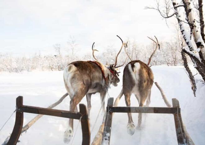 KIRUNA: Sami Reindeer Experience - Lunch With Reindeer Meat