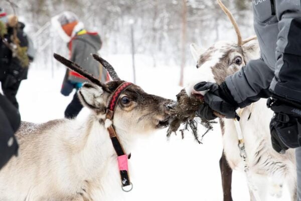 KIRUNA: Sami Reindeer Experience - Sami Stories and Relaxation