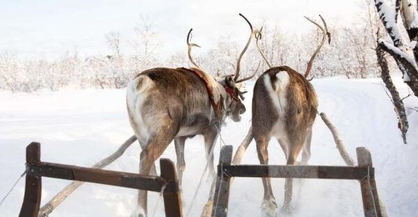 KIRUNA: Sami Reindeer Experience - Frequently Asked Questions