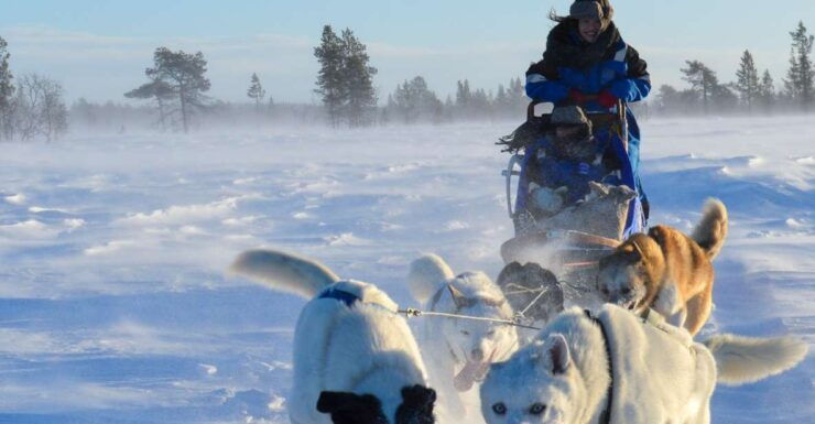 Kiruna: Self-drive Husky Morning Tour - Tour Overview