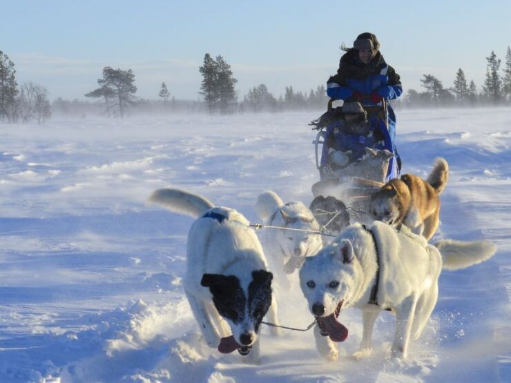 Kiruna: Self-drive Husky Morning Tour - Booking Details