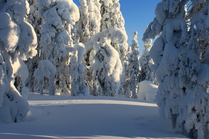 Kiruna Small-Group Snowshoe Activity - Cancellation Policy