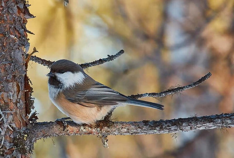 Kiruna: Wildlife and nature photography - Good To Know