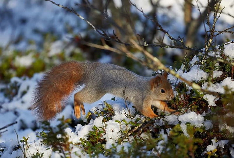 Kiruna: Wildlife and nature photography - An In-Depth Look at the Kiruna Wildlife and Nature Photography Tour