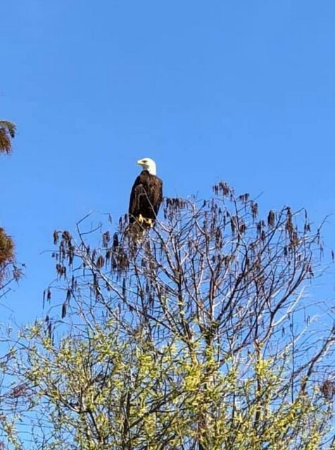 Kissimmee: 1 Hour Florida Everglades Pontoon Boat Tour - Good To Know