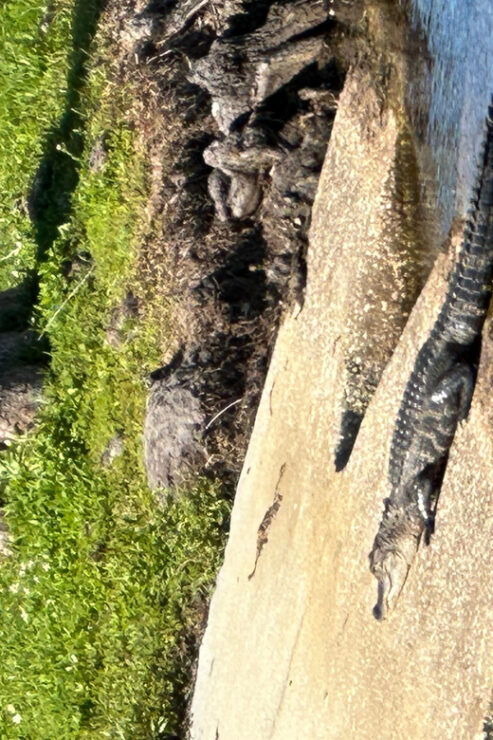 Kissimmee: 8 Hr. Self Guided Lakefront Tour on Electric Bike - Good To Know
