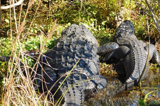 Kissimmee Airboat Swamp Tours - Traveler Photos