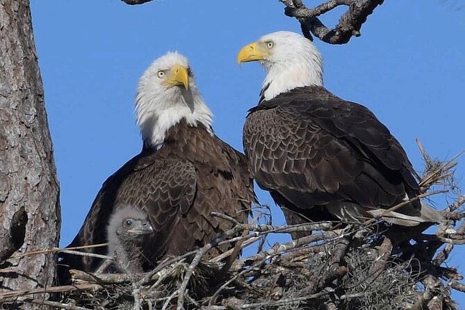 Kissimmee Airboat Swamp Tours - Reviews