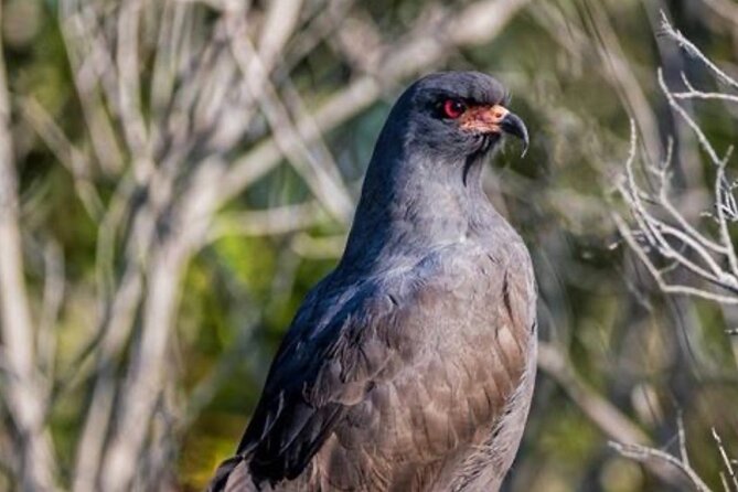 Kissimmee Airboat Swamp Tours - Part of the Birding Trail