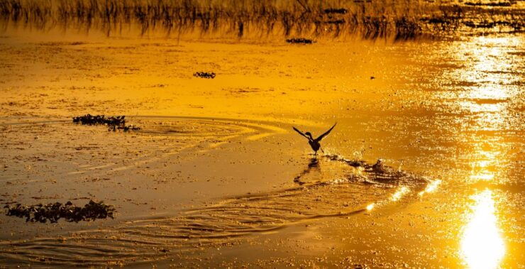 Kissimmee: Boggy Creek Sunset Airboat Tour - Experience Highlights