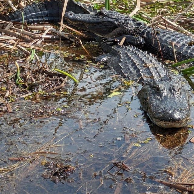 Kissimmee: Everglades Alligator and Wildlife Airboat Tour - Good To Know