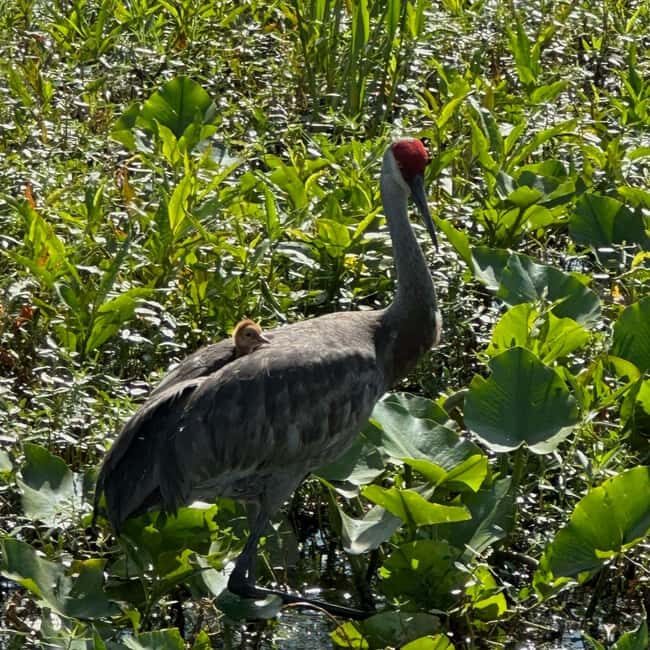 Kissimmee: Everglades Alligator and Wildlife Airboat Tour - Authenticity and Guides