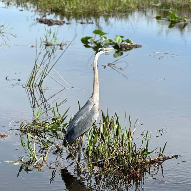 Kissimmee: Everglades Alligator and Wildlife Airboat Tour - Who Should Book This Tour?