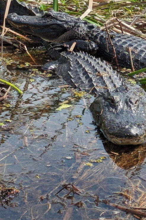 Kissimmee: Everglades Alligator and Wildlife Airboat Tour - Experience Details