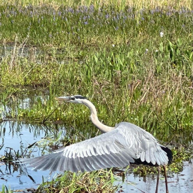 Kissimmee: Everglades Alligator and Wildlife Airboat Tour - Booking Information