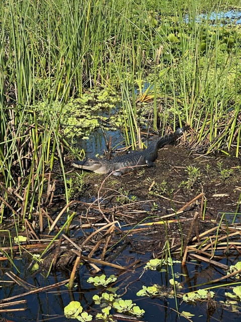 Kissimmee: Everglades Alligator and Wildlife Airboat Tour - Tour Highlights