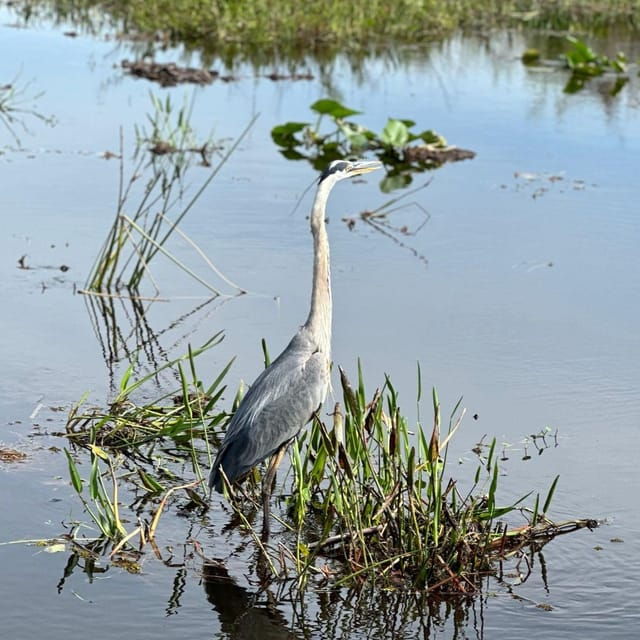 Kissimmee: Everglades Alligator and Wildlife Airboat Tour - Customer Feedback
