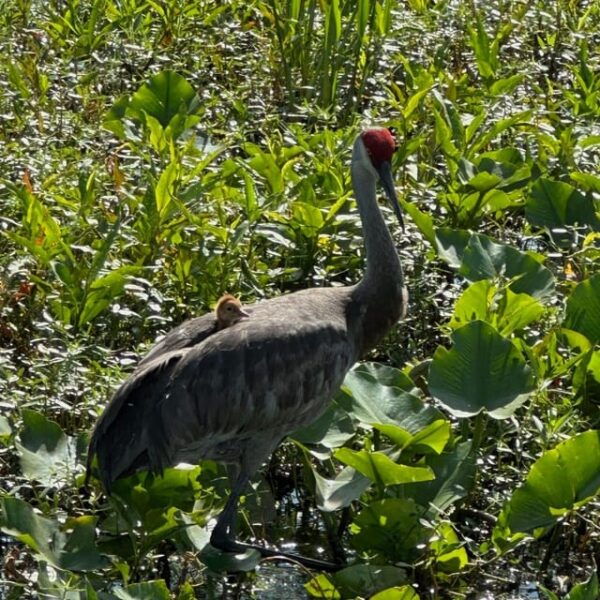 Kissimmee: Everglades Alligator and Wildlife Airboat Tour - Wildlife Spotting Opportunities