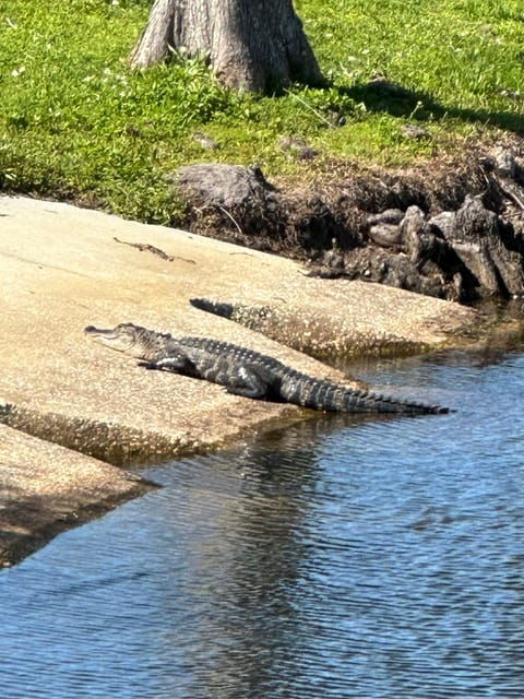 Kissimmee: Experience Wild Florida Nature All Electric Trike - Booking Information