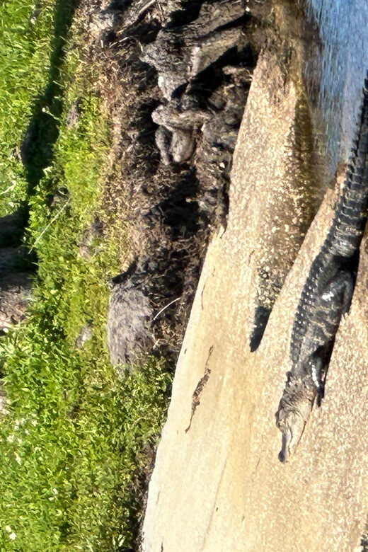 Kissimmee: Explore Lakefront Adventure on Electric Trike - What to Expect from the Electric Trike Tour