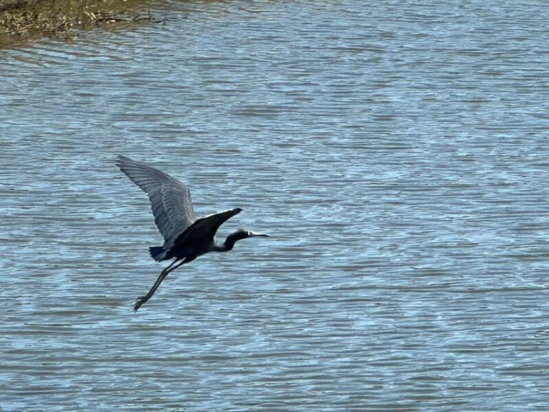 Kissimmee: Explore Lakefront Adventure on Electric Trike - FAQ