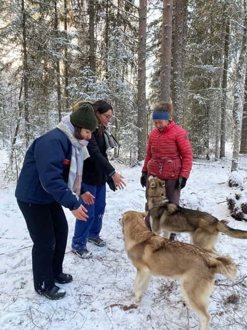 Kittilä / Levi: Husky Farm Guided Tour - The Experience in Detail