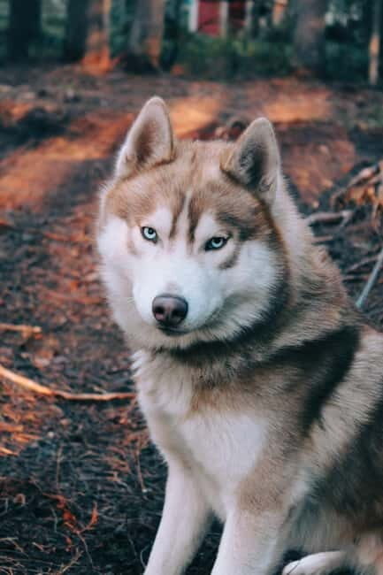 Kittilä / Levi: Husky Farm Guided Tour - Why This Tour Offers Genuine Value