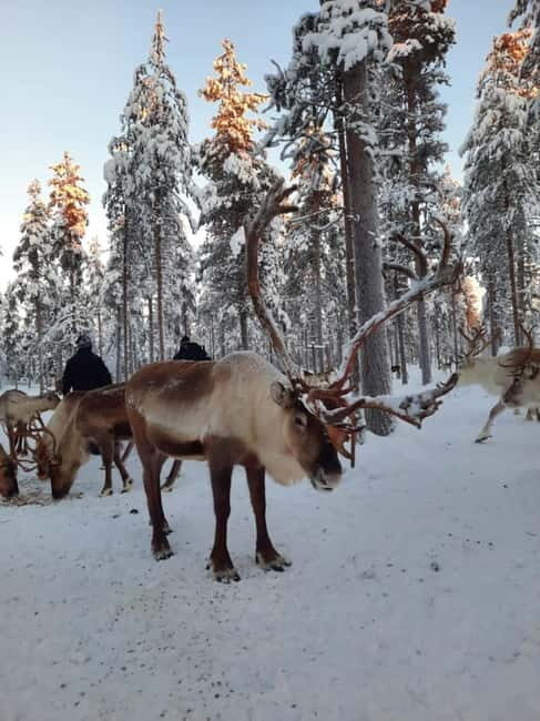 Kittilä / Levi: Husky Farm Guided Tour - Final Thoughts