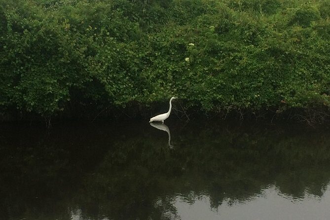 Kitty Hawk Maritime Forest Kayak Tour - Who will love this experience?