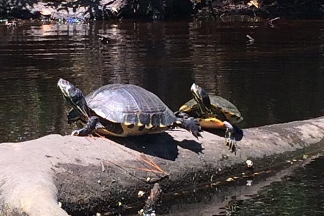 Kitty Hawk Maritime Forest Kayak Tour - Frequently Asked Questions