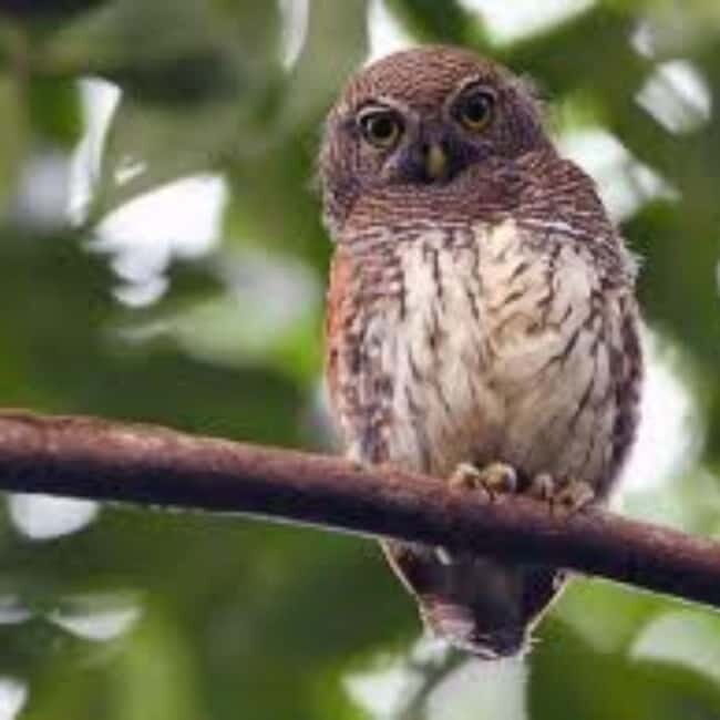 Kitulgala: Guided Full-Day Bird Watching & Cycling Tour - An In-Depth Look at the Tour